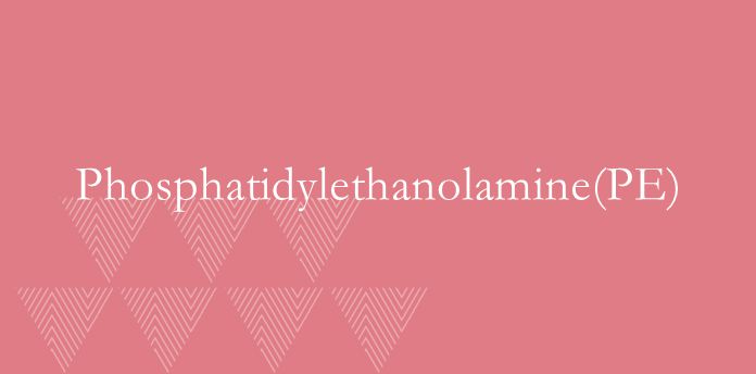 Phosphatidylethanolamine(PE)